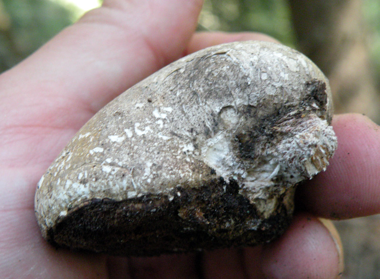 Val di Genova (TN) 06-08-09 (Piptoporus betulinus)